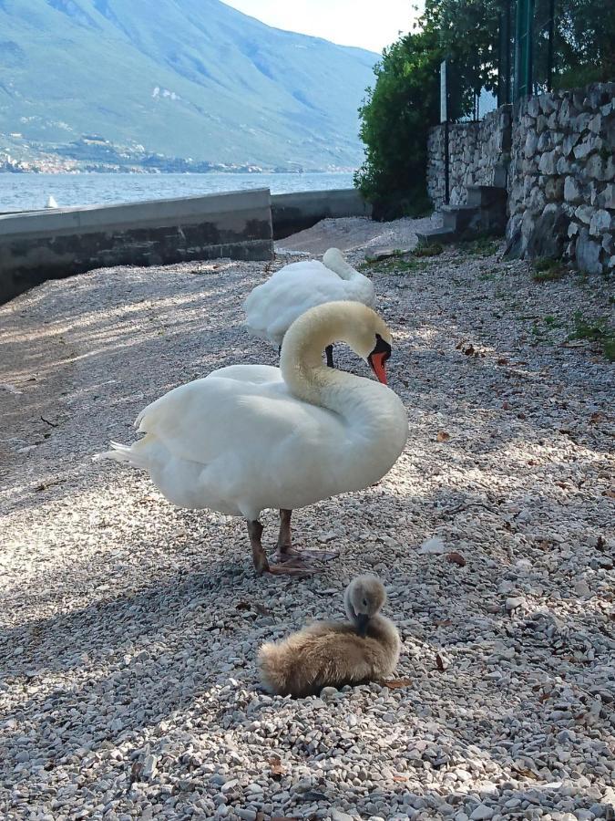 Hotel Astor Limone sul Garda Exterior photo